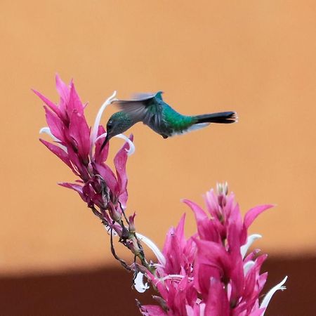 Finca Jardin Del Agua Sasaima Eksteriør bilde