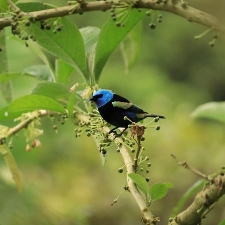 Finca Jardin Del Agua Sasaima Eksteriør bilde