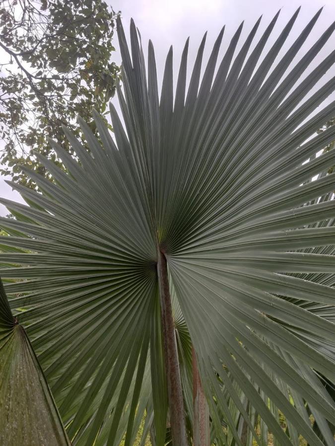 Finca Jardin Del Agua Sasaima Eksteriør bilde