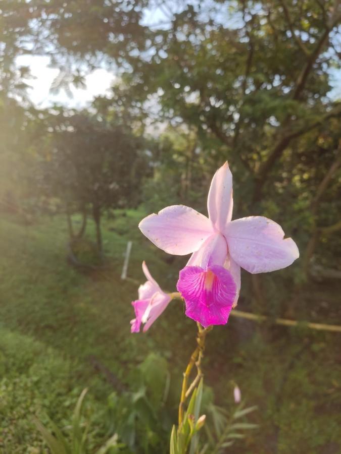 Finca Jardin Del Agua Villa Sasaima Eksteriør bilde