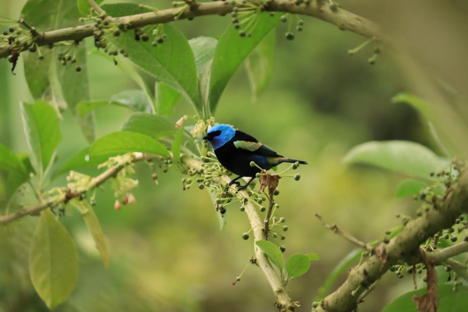 Finca Jardin Del Agua Sasaima Eksteriør bilde